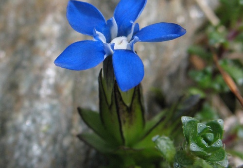 Alpine Gentian (Gentiana nivalis) Steve Gale